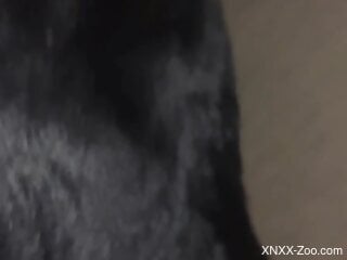 POV porno movie featuring a seasoned dog fucker