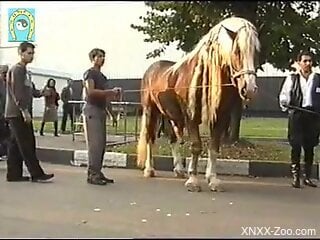 Horny man drools when seeing such huge horse dick