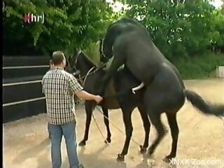 Horses fucking make horny zoo porn lover excited