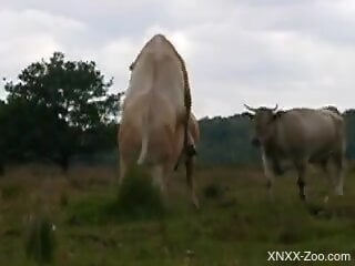 Bull fucks female cow in ruthless manners while being filmed