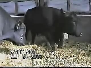 Bull is set to ruin some proper cow pussy during the mating process