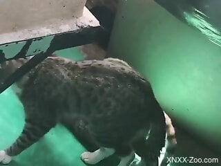 Cats fucking makes the guy filming the scene crave sex