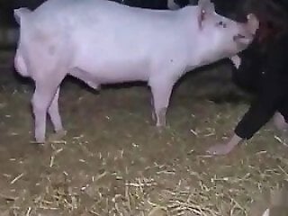 Animal porn and bestiality